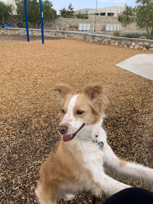 Lost Dog in El Paso, Texas — listing photo