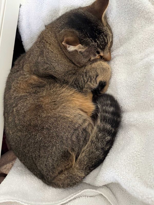 Lost Cat in Savannah, Georgia — listing photo