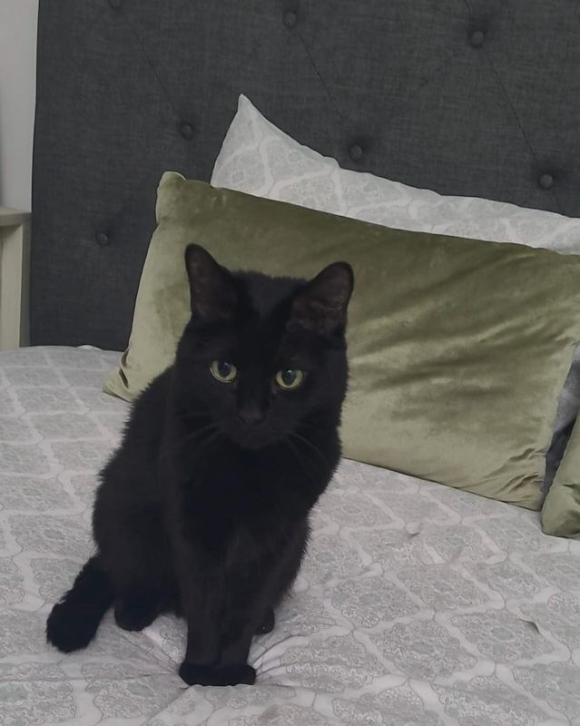 Lost Cat in Miami, Florida — listing photo