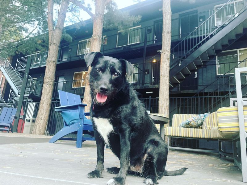 Lost Dog in Denver, Colorado — listing photo