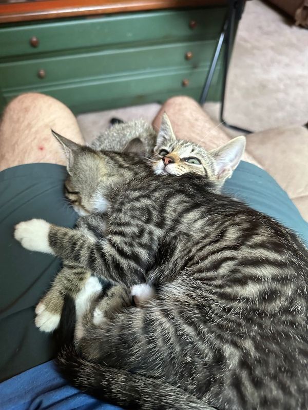 Lost Cat in Florida 32008 — listing photo
