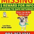 Lost Dog in Washington, District of Columbia — listing photo