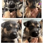Found Dog in Denver, Colorado — Rocky Mountain Puppy Rescue is urgently seeking more dog fosters