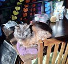 Found Cat in Portland, Oregon — Adopted stray cat assistance?