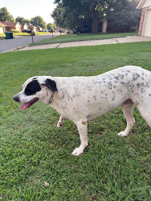 Found Dog in Yukon — listing photo