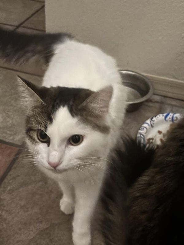 Found Cat in El Paso, Texas — Cat spay