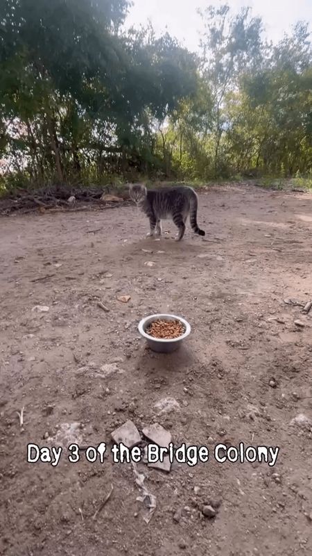Lost Dog in Fort Worth, Texas — Lake Worth Bridge Colony Update