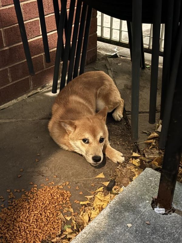 Lost Dog in Baltimore, Maryland — listing photo