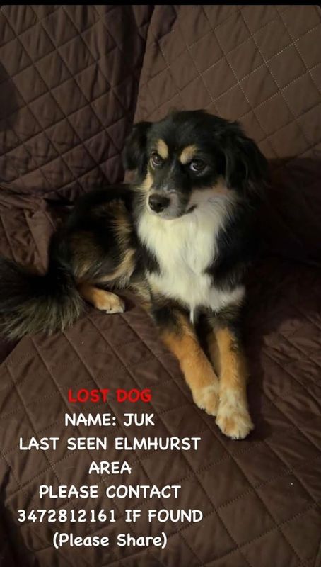 Lost Dog in New York, New York — listing photo