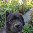 Found Dog in Chicago, Illinois — listing photo