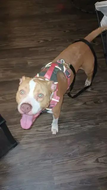 Lost Dog in Orlando, Florida — listing photo