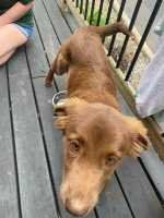 Found Dog in NC 28906 — listing photo