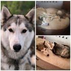 Lost Dog in Anchorage, Alaska — 📍Willow • Lost Sled Dog 🆘 Need thermal drone assist 👀