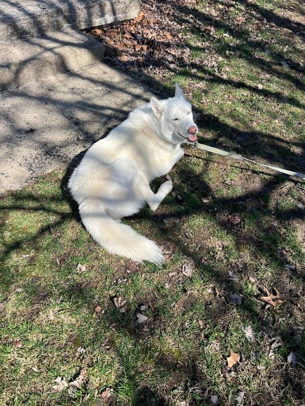 Found Dog in Indianapolis, Indiana — listing photo
