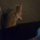 Lost Dog in Washington, District of Columbia — Admo anyone know or missing this cat?