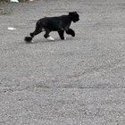 Lost Cat in Providence, Rhode Island — listing photo