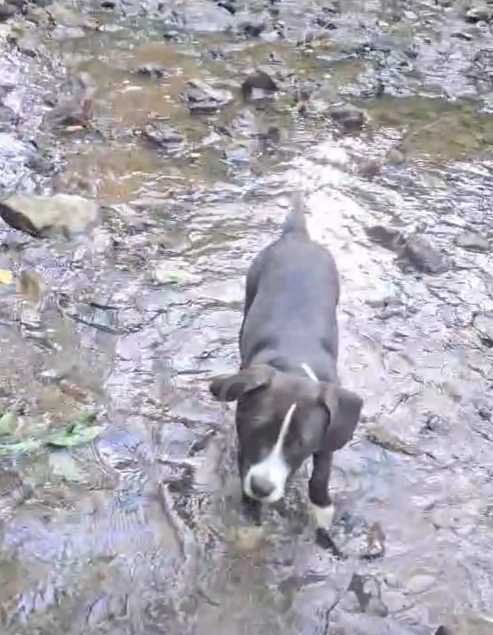 Lost Dog in Rogersville — listing photo