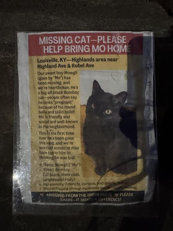 Lost Cat in Louisville, Kentucky — Neighbors missing kitty, original Highlands