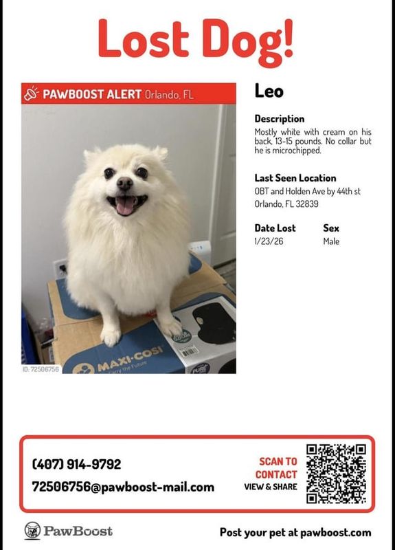 Lost Cat in K — listing photo
