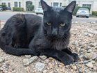 Lost Cat in Austin, Texas — listing photo