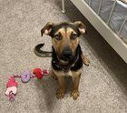 Found Dog in Fort Worth, Texas — listing photo