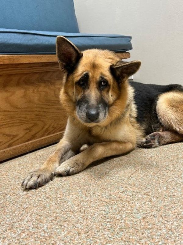 Found Dog in Los Angeles, California — The dog who was found with zip ties around mouth, neck is now in a local rescue's care