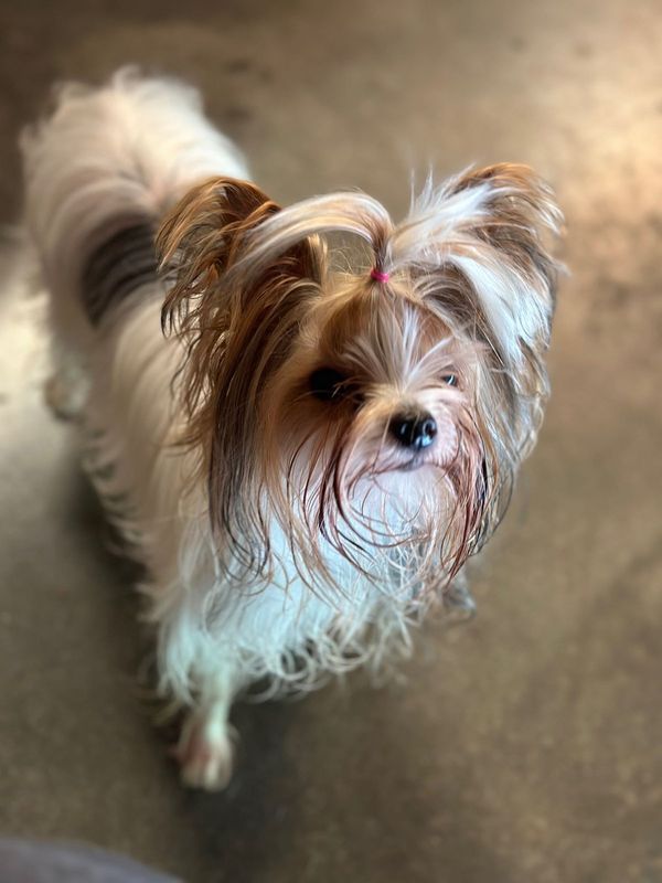 Lost Dog in Cornelia — listing photo