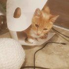 Lost Cat in Seattle, Washington — listing photo