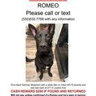 Lost Cat in Kent, Washington — Update on Romeo