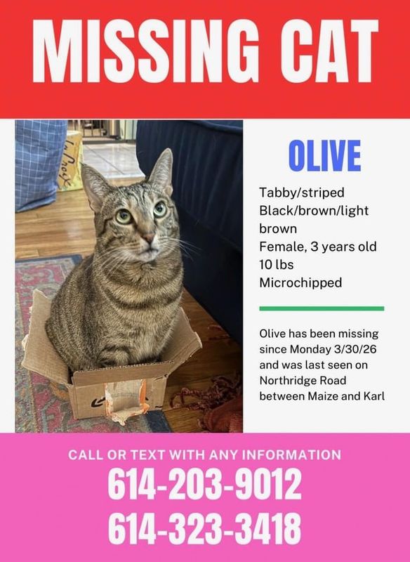Lost Cat in Columbus, Ohio — listing photo