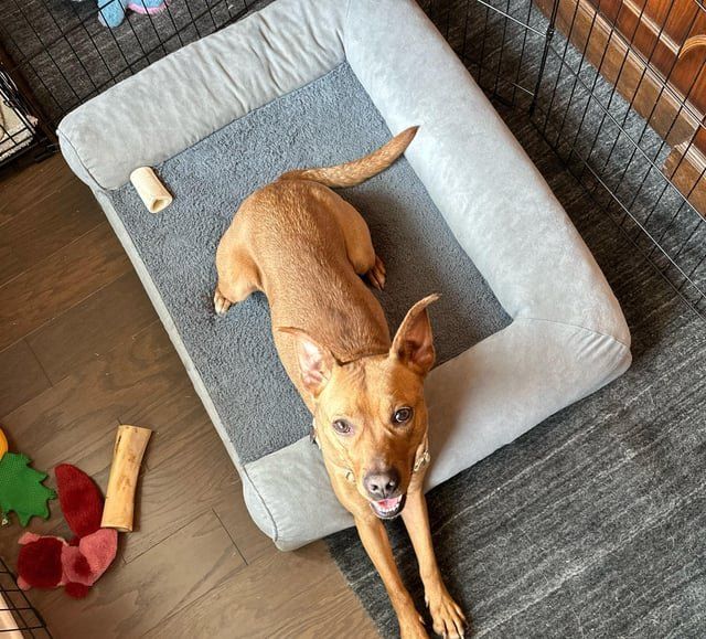 Lost Dog in Highland, California — listing photo