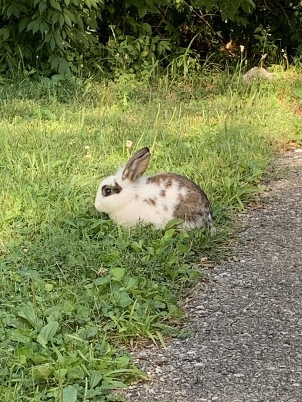Lost Pet in K — listing photo
