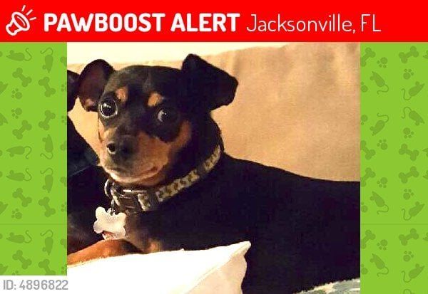 Lost Dog in Jacksonville, Florida — listing photo