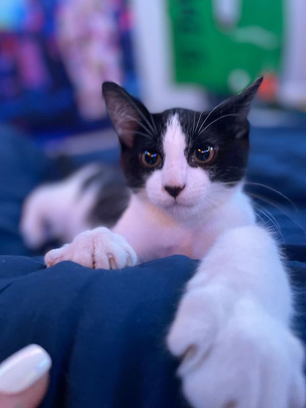 Lost Cat in Winnsboro — listing photo