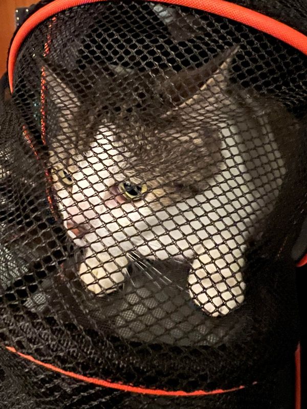 Pet alert in Miami, Florida — listing photo