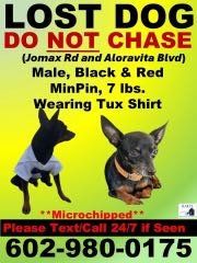 Lost Dog in Peoria, Illinois — listing photo