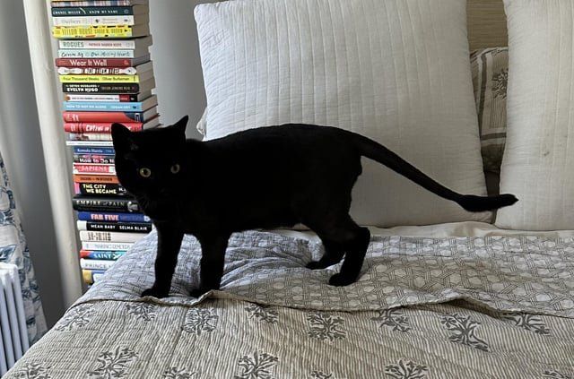 Found Cat in New York, New York — listing photo