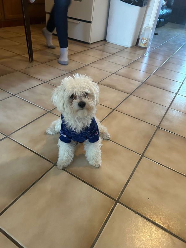 Lost Dog in Las Cruces, New Mexico — listing photo