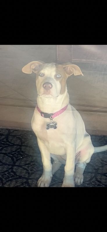 Lost Dog in Williams — listing photo