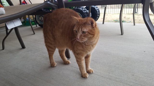 Found Cat in Fort Worth, Texas — listing photo