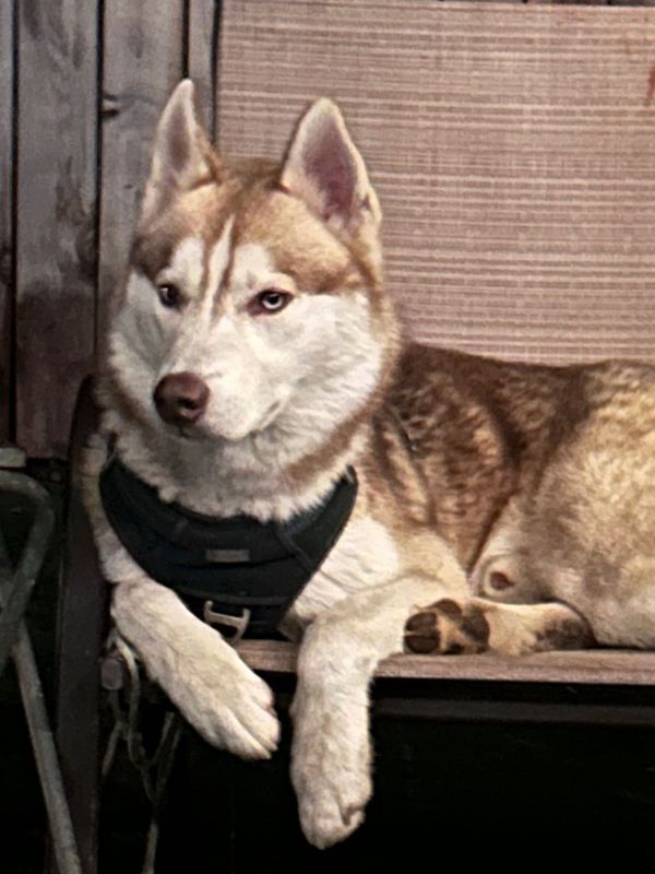 Lost Dog in Sacramento, California — listing photo