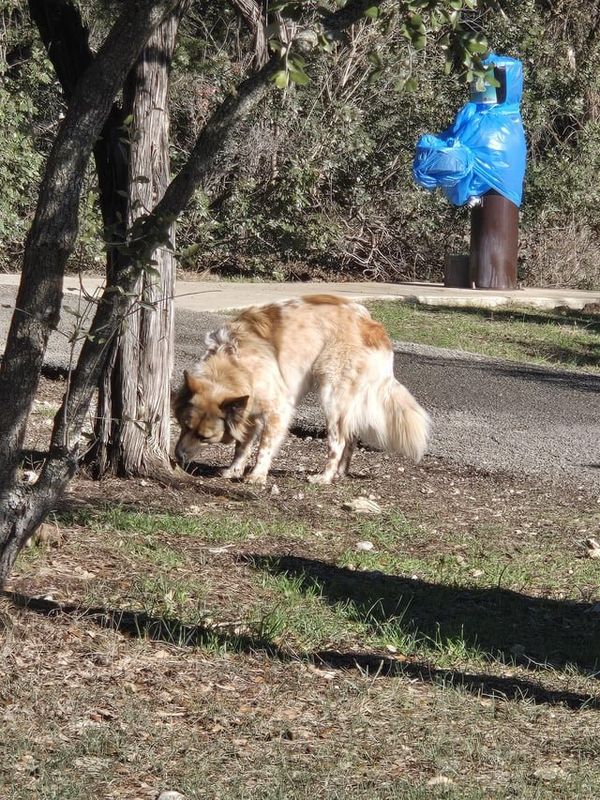 Lost Dog in San Antonio, Texas — listing photo