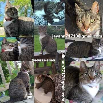 Lost Cat in Seymour — listing photo