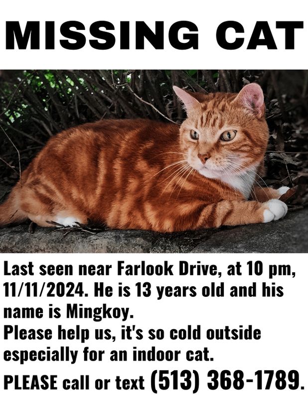 Lost Pet in K — Flyers