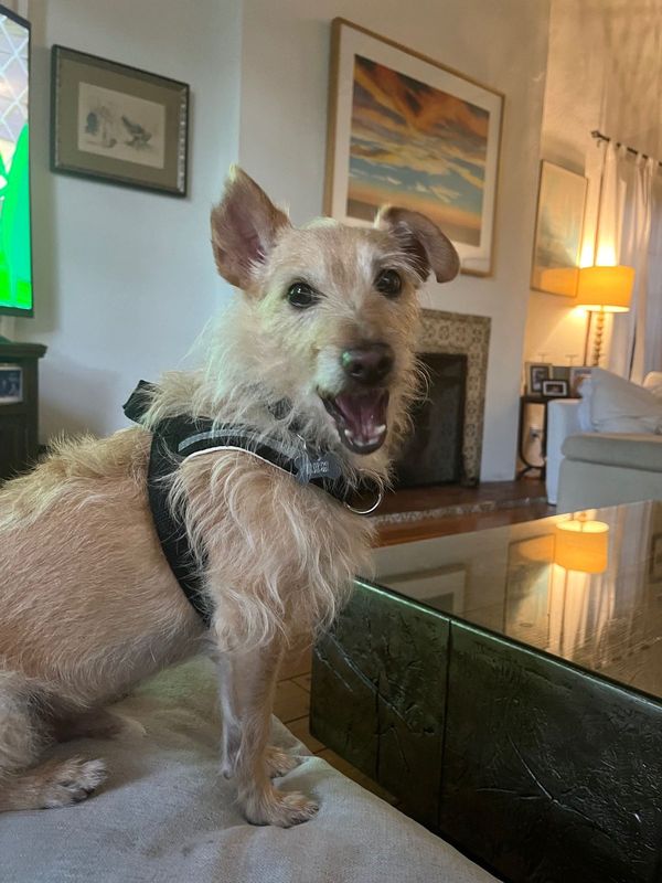 Lost Dog in Beverly Hills — listing photo