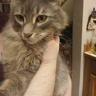 Found Cat in Bellingham, Washington — listing photo