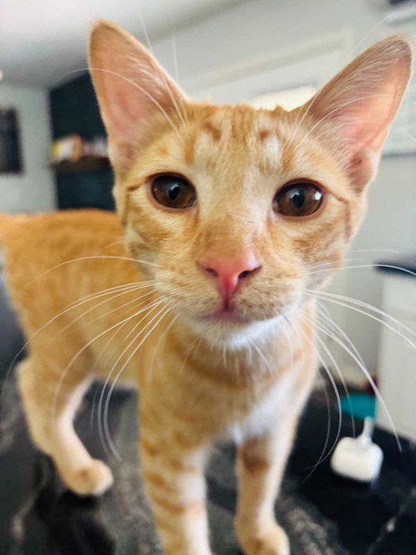 Lost Cat in Gilbert Rd and Elliot Rd — listing photo