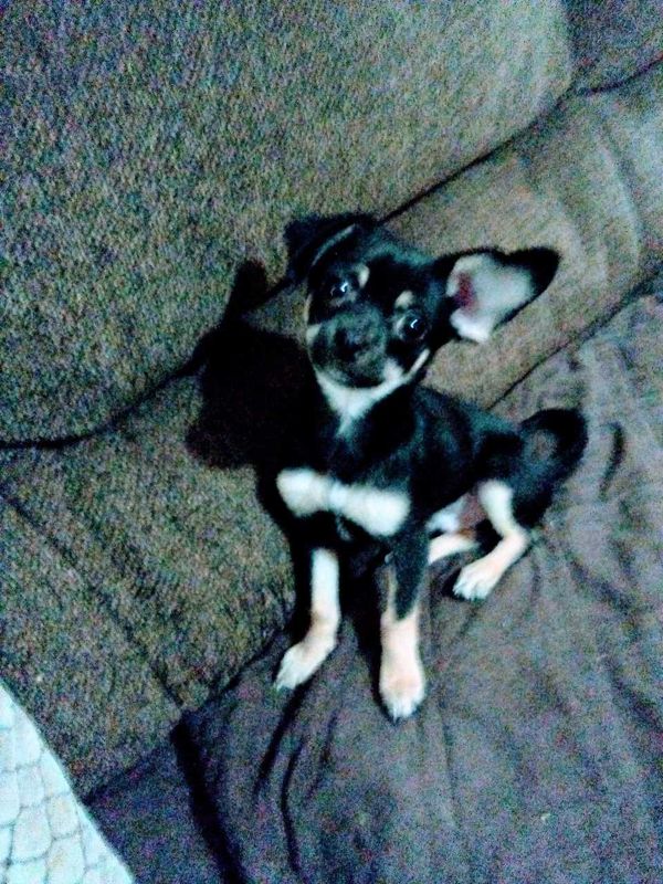 Lost Dog in Texas 77630 — listing photo