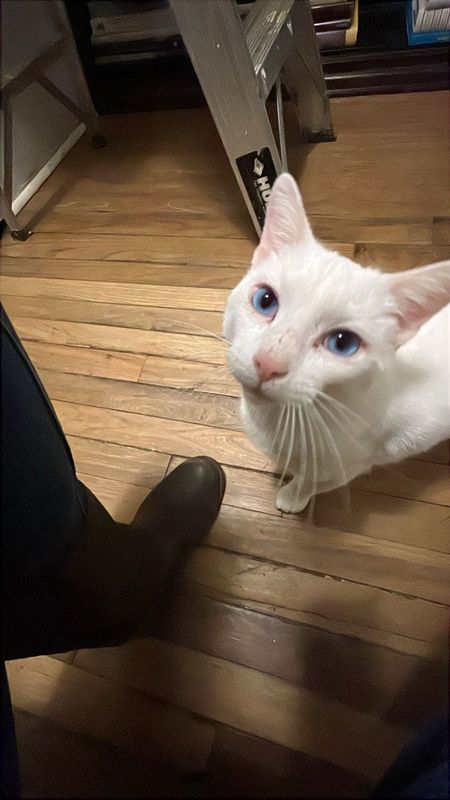 Found Cat in North Little Rock, Arkansas — listing photo