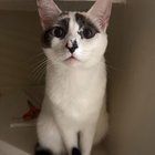 Lost Cat in K — listing photo